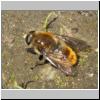 Merodon equestris - Narzissenschwebfliege 06.jpg